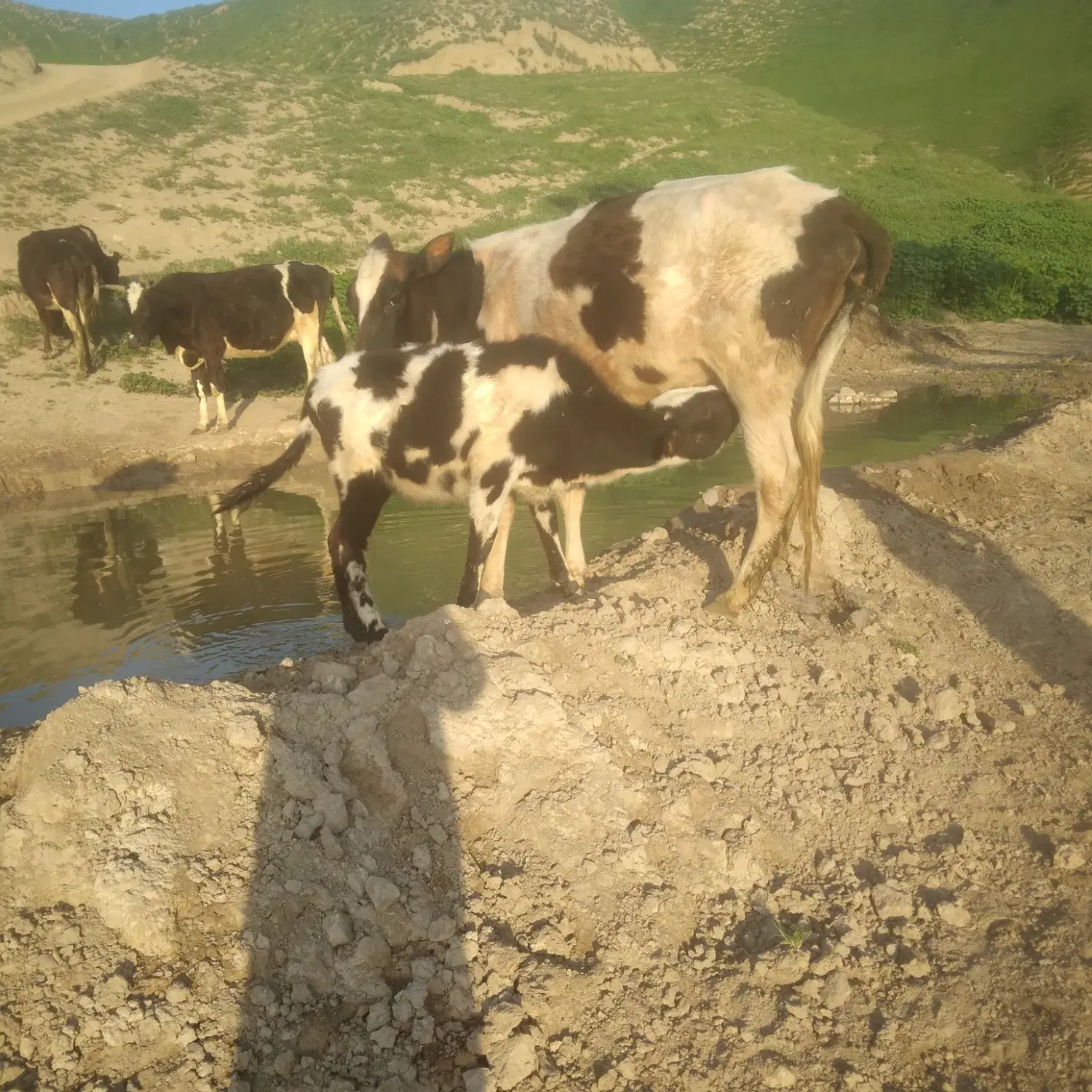 قیمت ۲۲۰|حیوانات مزرعه|گلی داغ, |دیوار