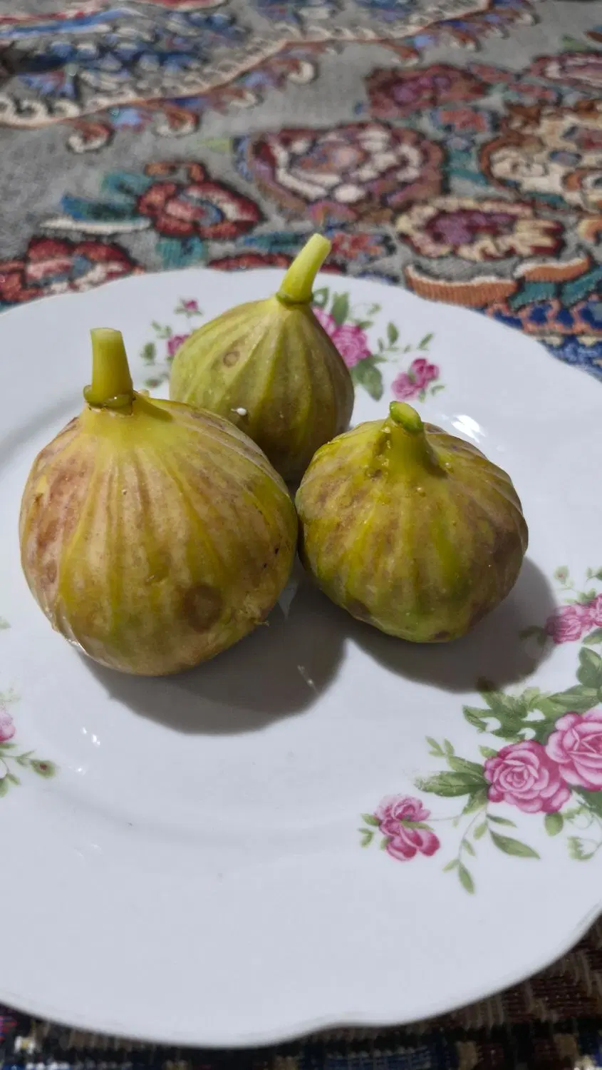 انجیر|خدمات باغبانی و درختکاری|بجنورد, |دیوار