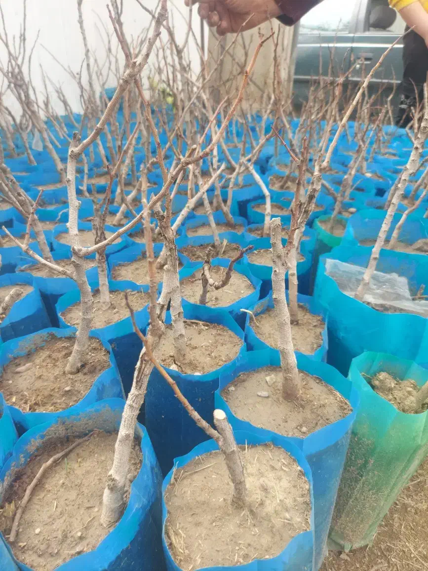 نهال|گل و گیاه طبیعی|خرمآباد, |دیوار