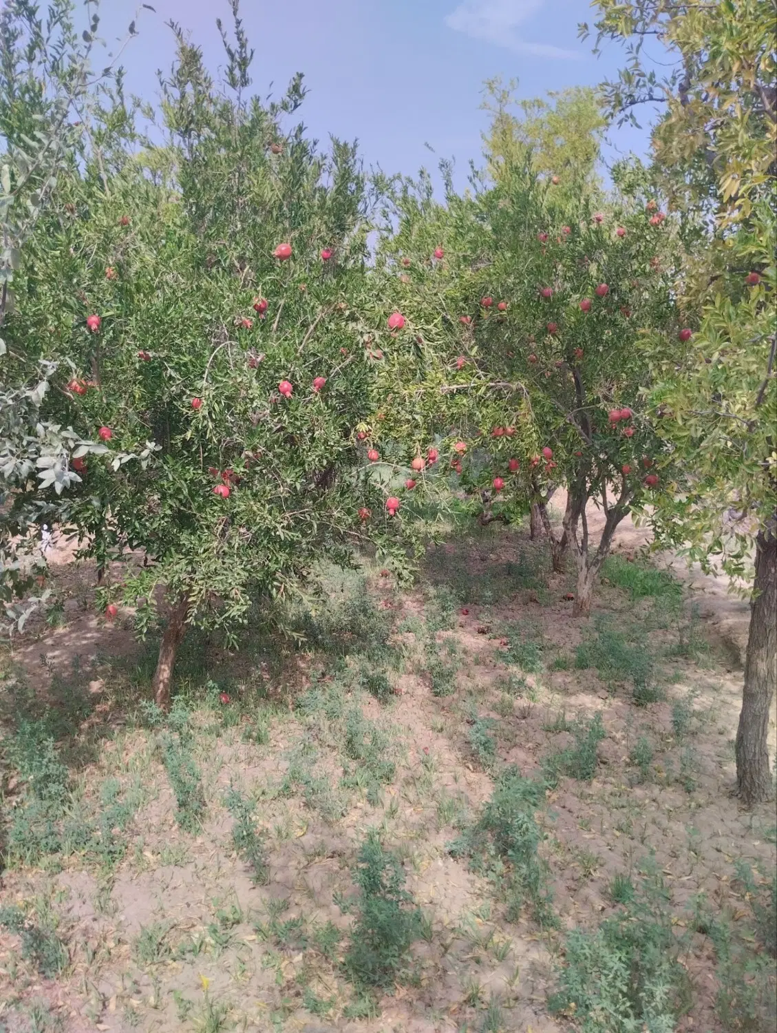 تصویر 8