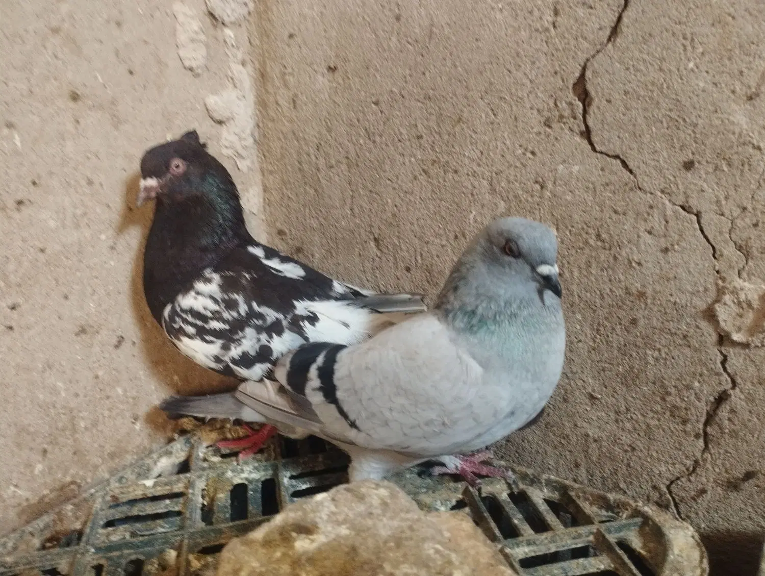 کفتر|پرنده|داراب, |دیوار