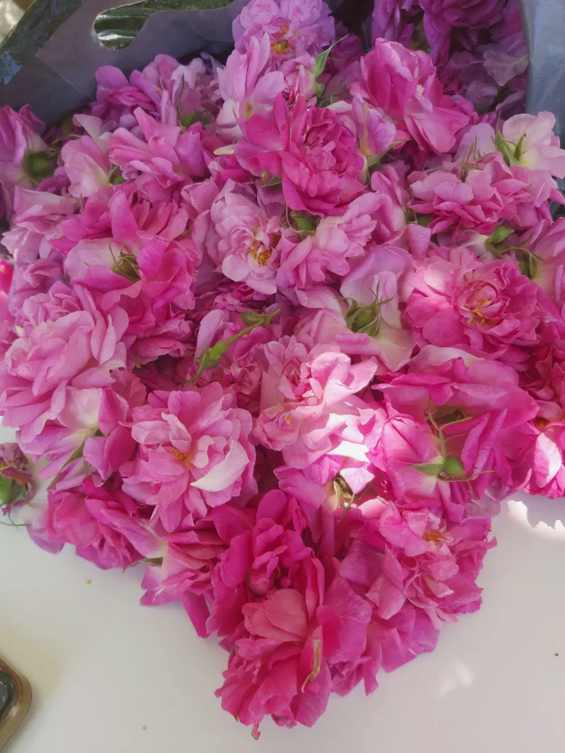 گل محمدی|گل و گیاه طبیعی|سلماس, |دیوار
