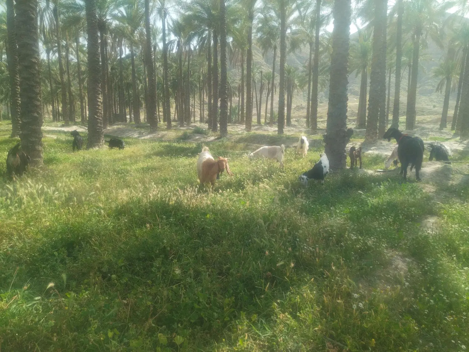 بز خوب|حیوانات مزرعه|شیراز, زرهی|دیوار
