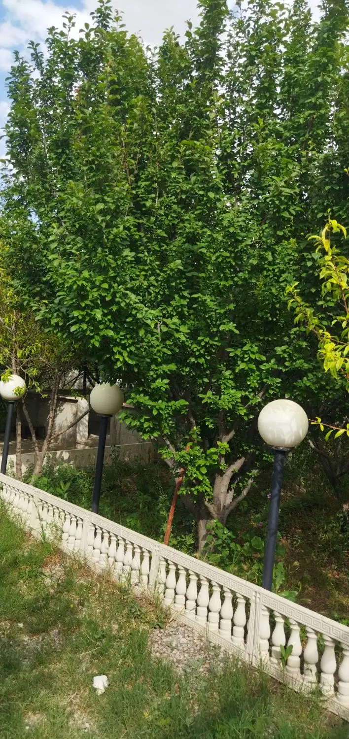 712 متر باغ جنگلی سند تک برگ 9 میلیارد 500 - Ansicht 2