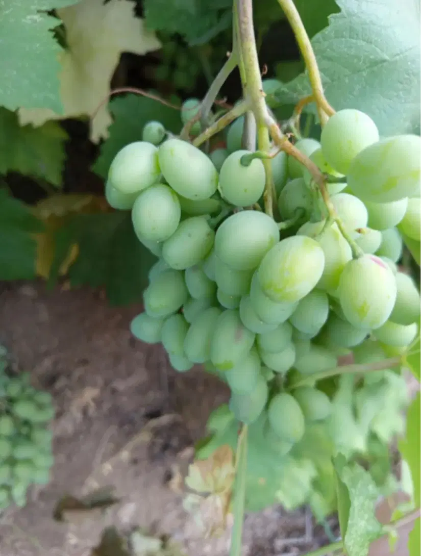 غوره.|خوردنی و آشامیدنی|مریوان, |دیوار