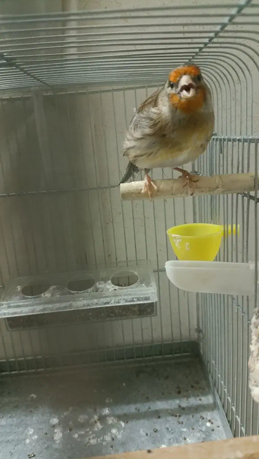 سهره قناری|پرنده|کبودرآهنگ, |دیوار