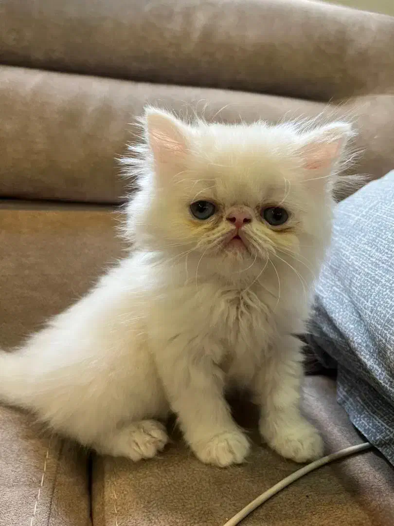 گربه پرشین|گربه|رشت, دیلمان|دیوار