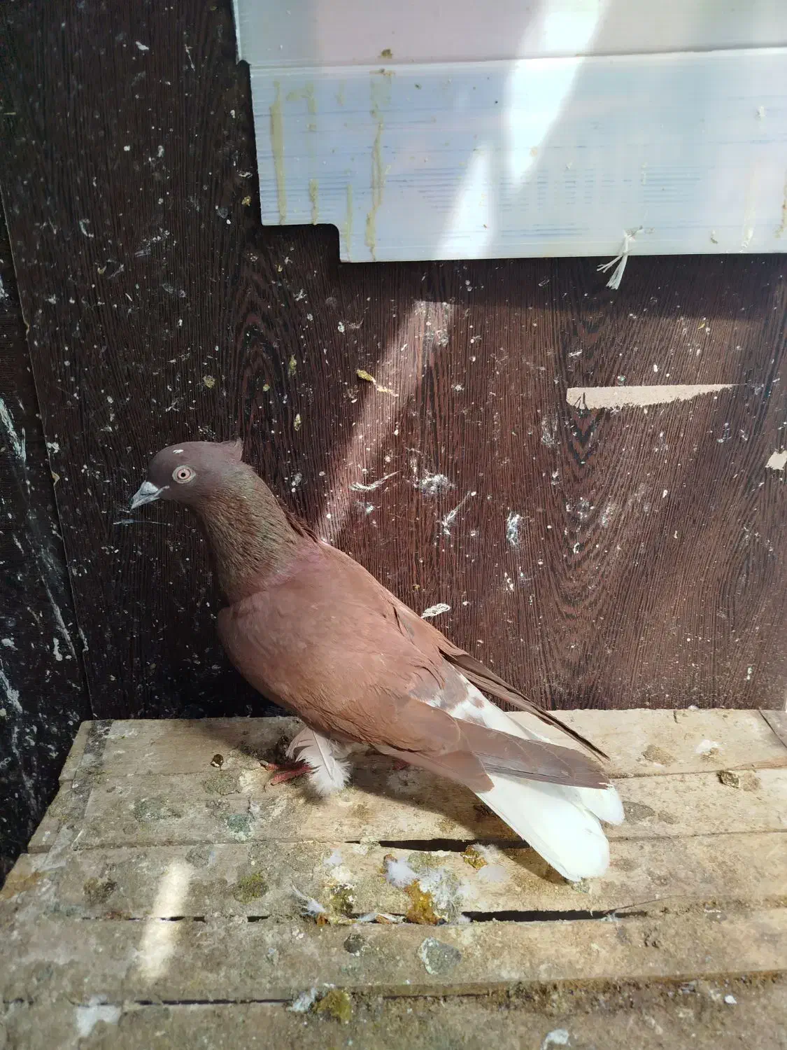 کبوتر|پرنده|قزوین, |دیوار