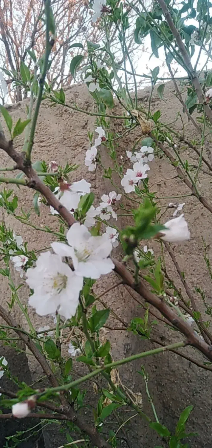 ترشی گل کلم|خوردنی و آشامیدنی|داراب, |دیوار