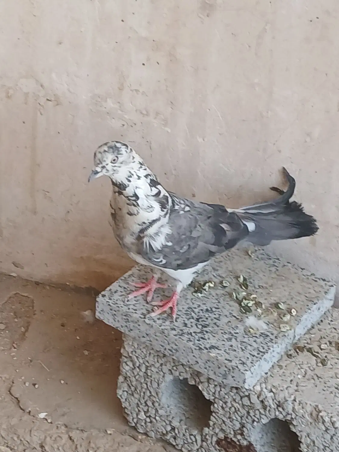 کفتر|پرنده|قهدریجان, |دیوار