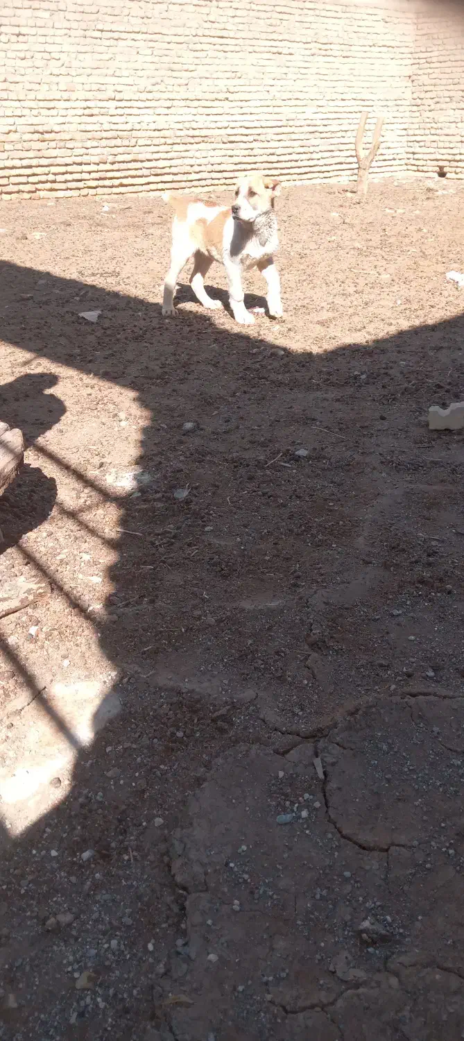 طوله سگ|سگ|فریمان, |دیوار