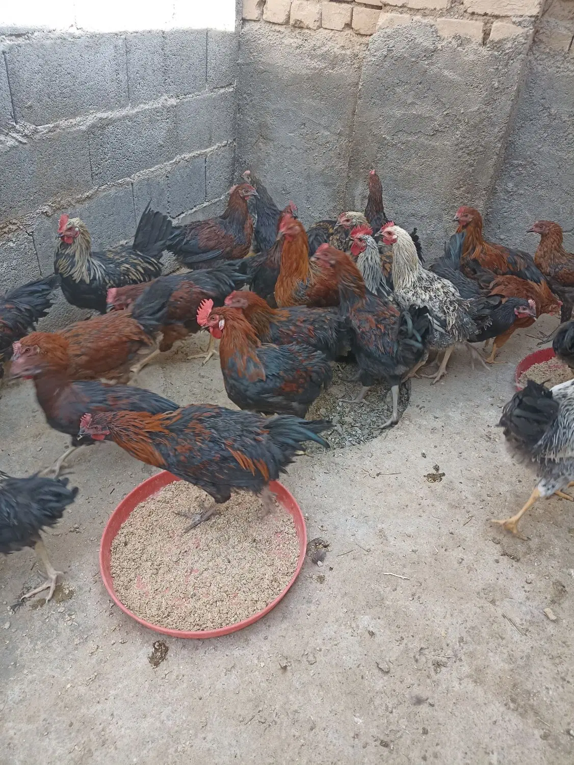 خروس|حیوانات مزرعه|ساروق, |دیوار