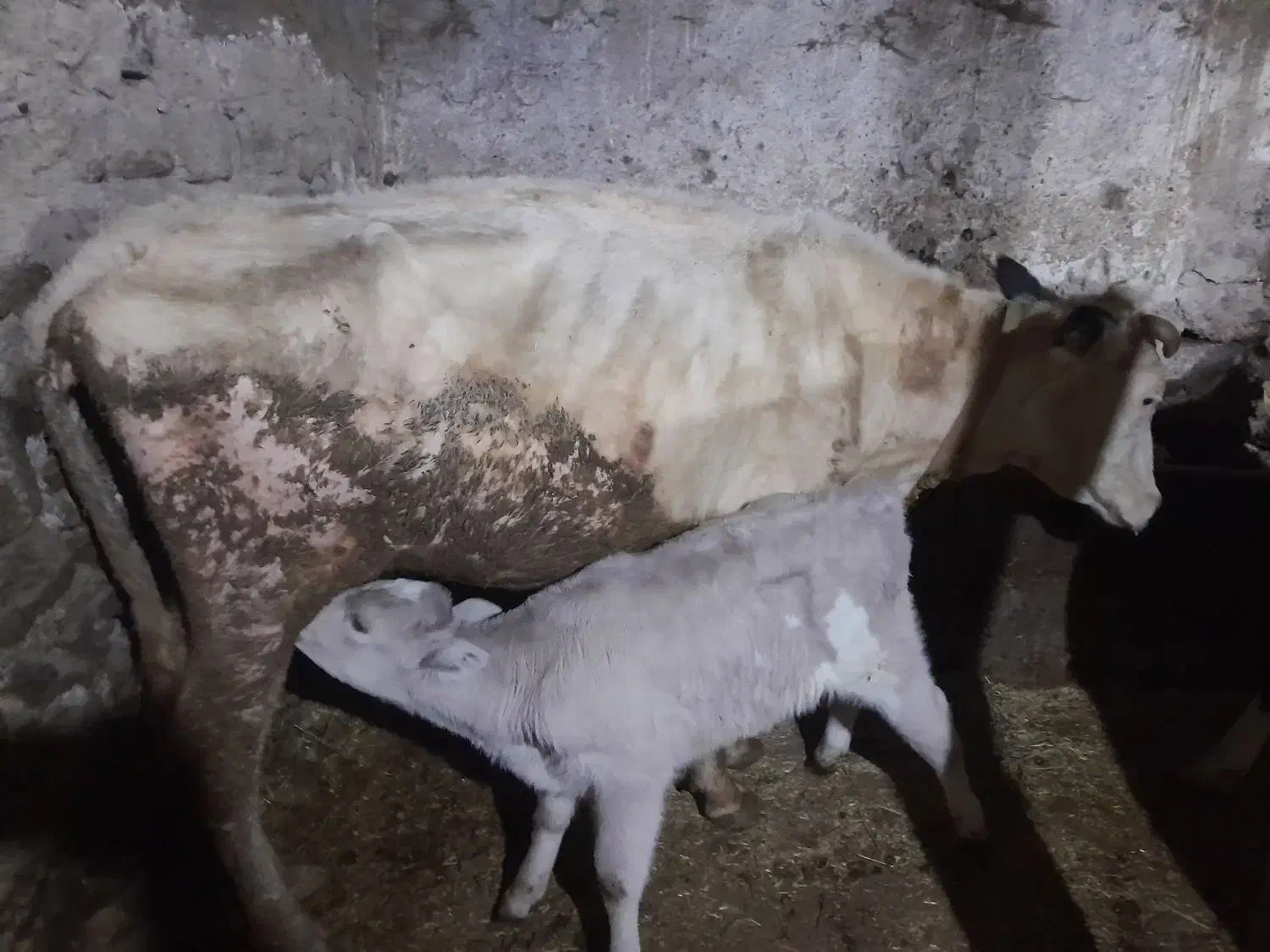 گاو شیری|حیوانات مزرعه|نیر (اردبیل), |دیوار