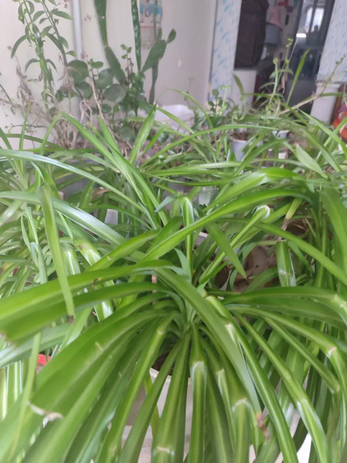 گل و گیاه|گل و گیاه طبیعی|قوچان, |دیوار