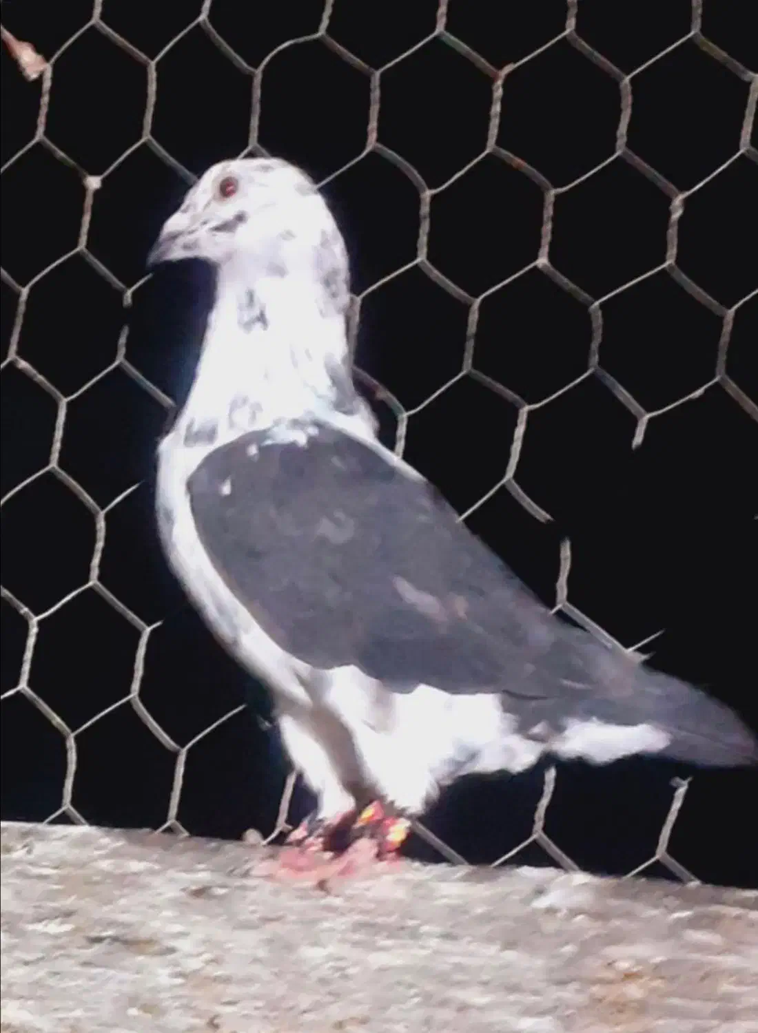 پرنده|پرنده|تربتحیدریه, پائین ولایت|دیوار