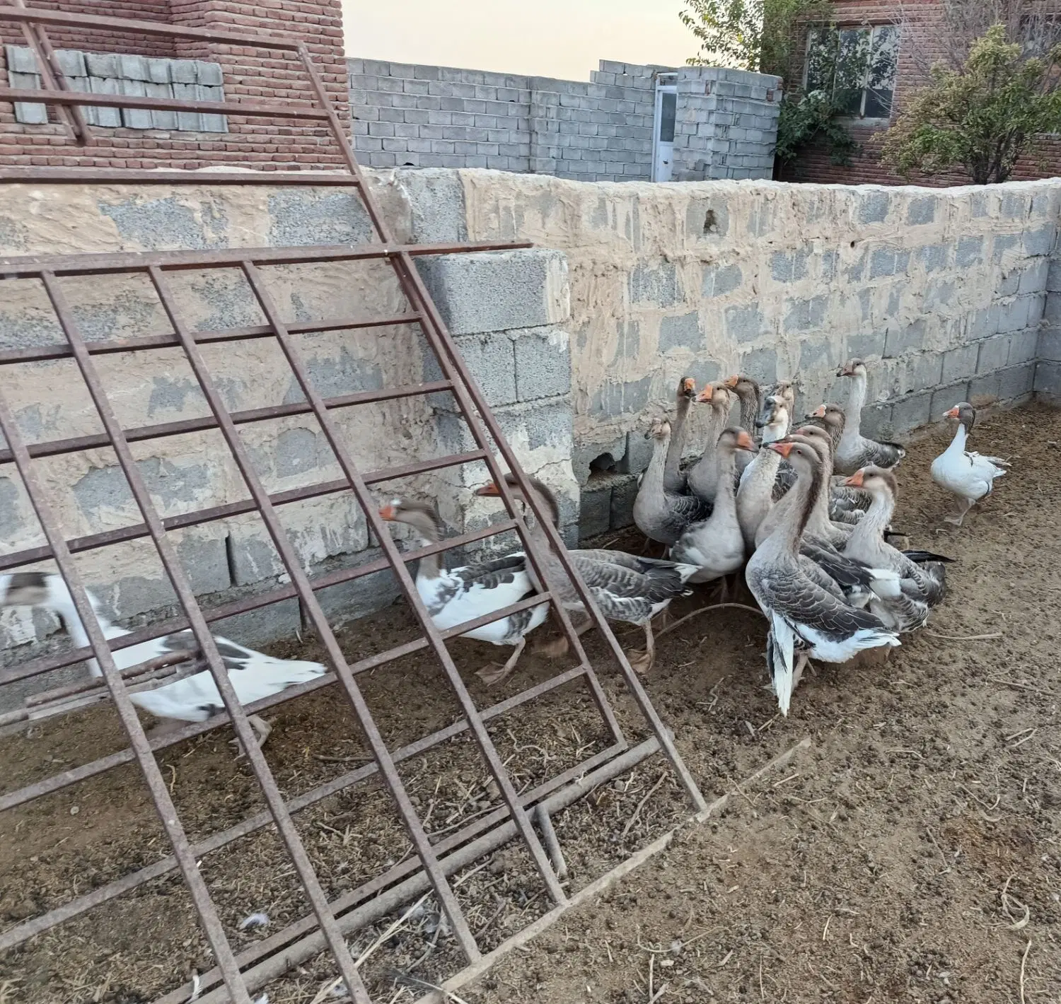 غاز|حیوانات مزرعه|بناب, |دیوار