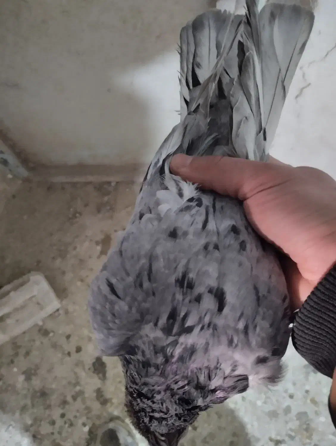 سرور|پرنده|زنجان, |دیوار