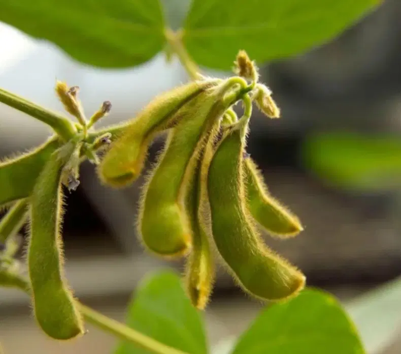 سویا|خوردنی و آشامیدنی|بیله سوار, |دیوار