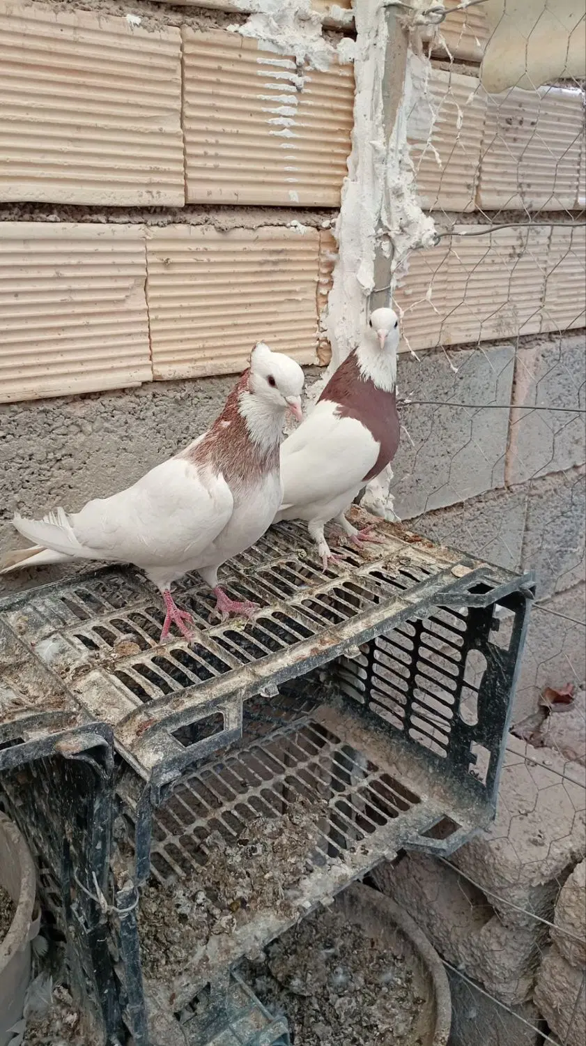 طوقی|پرنده|عسگران, |دیوار