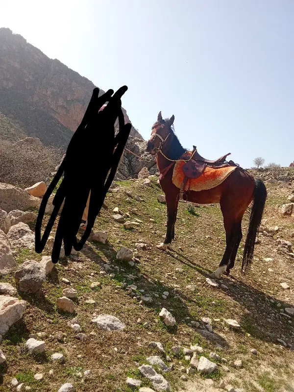 اسب|اسب و تجهیزات اسبسواری|دهدشت, |دیوار