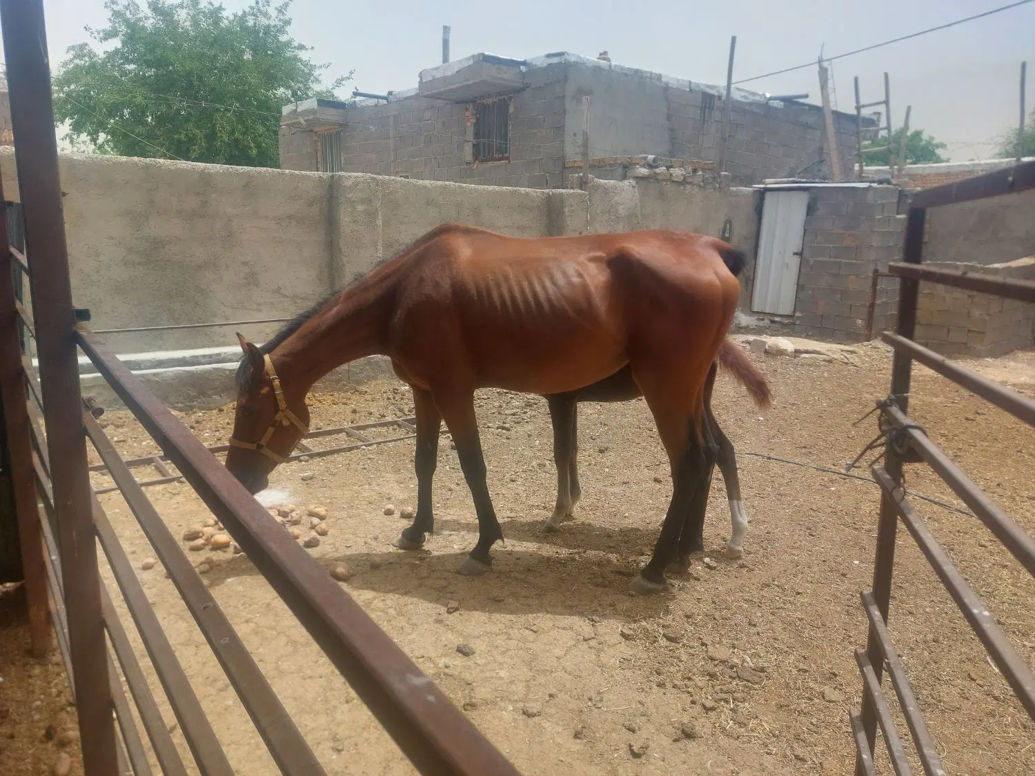 اسب|اسب و تجهیزات اسب‌سواری|فسا, |دیوار