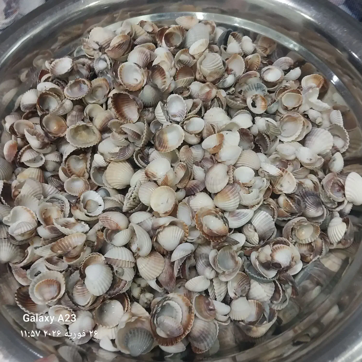 صدف دریایی|ماهی|پردیس, فاز ۲|دیوار