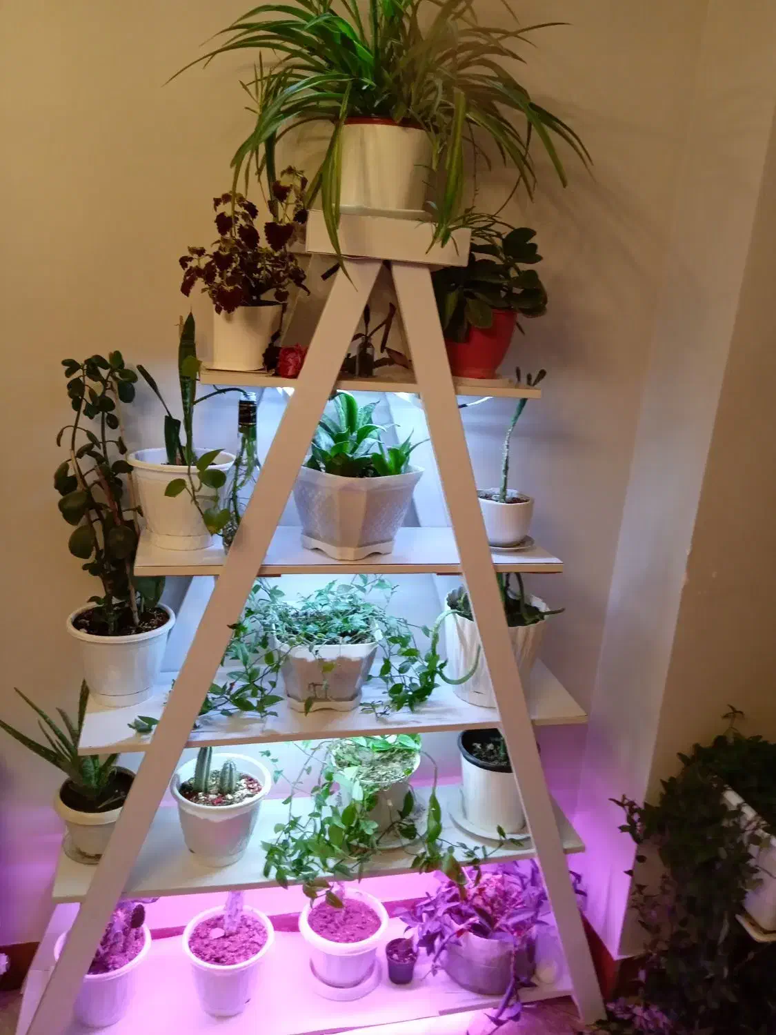 استند گل|میز و صندلی غذاخوری|رودهن, |دیوار