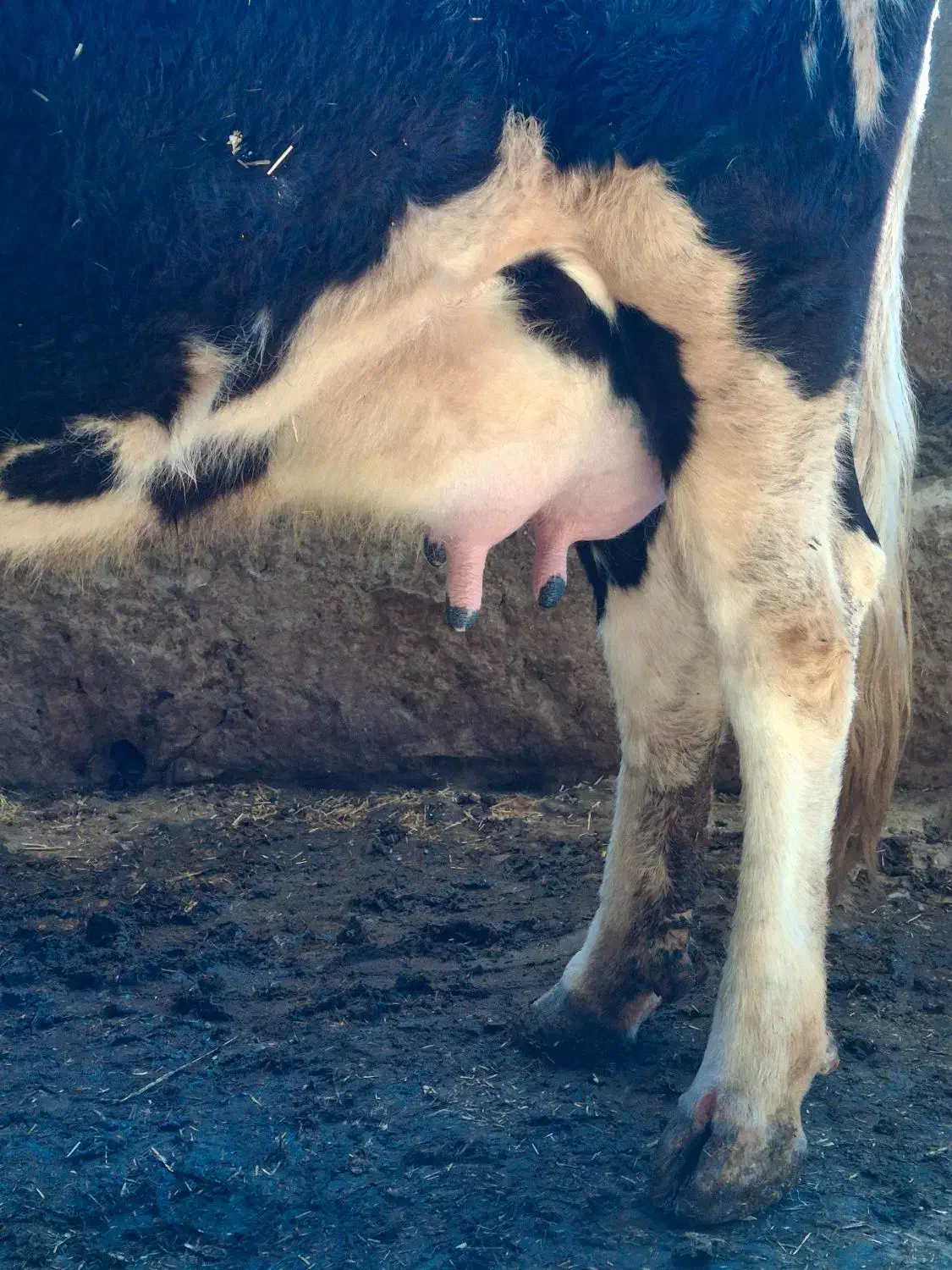 گاو شیری|حیوانات مزرعه|کرمانشاه, |دیوار