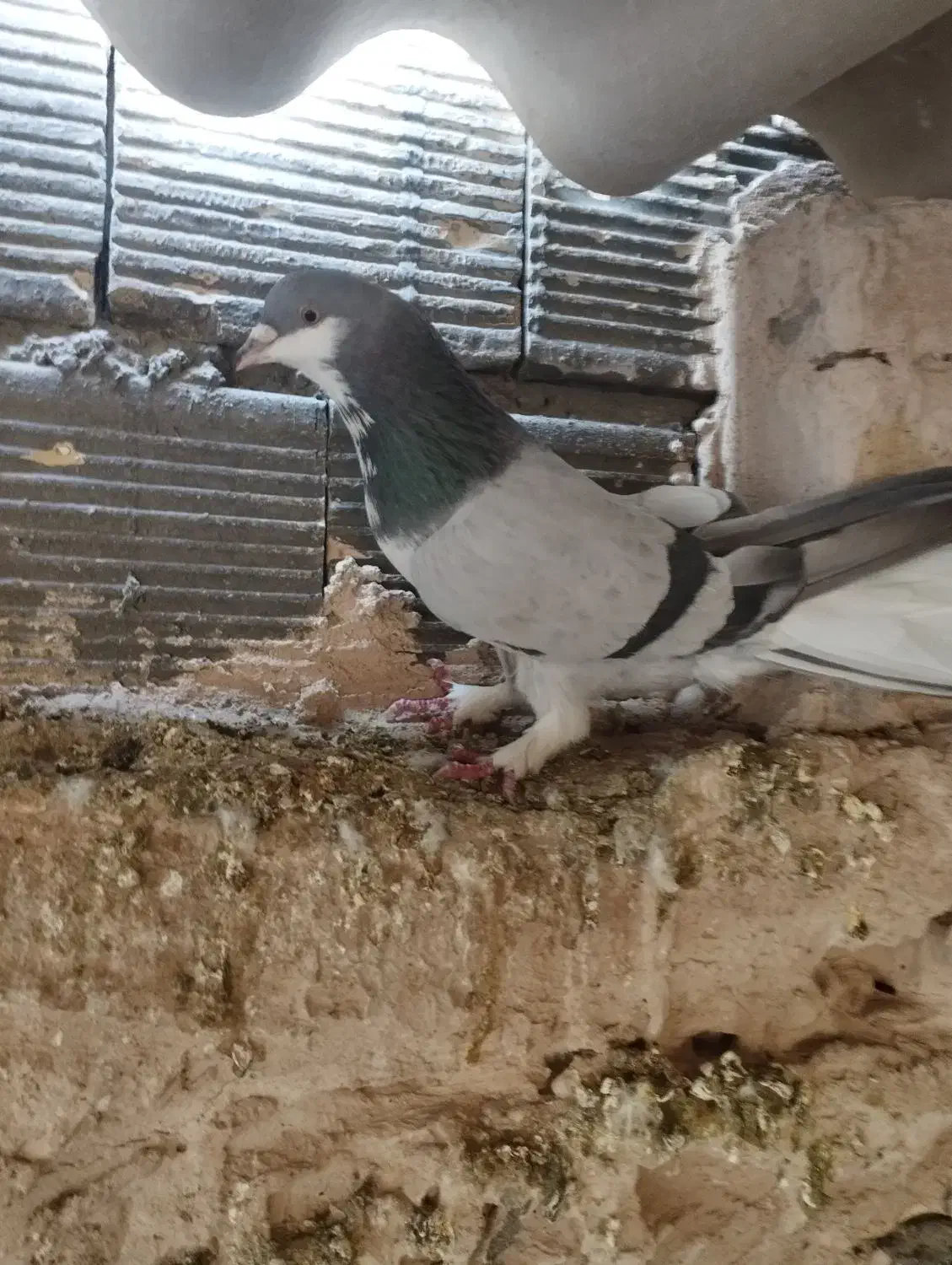 دمگیرخرقه|پرنده|اصفهان, زاجان|دیوار