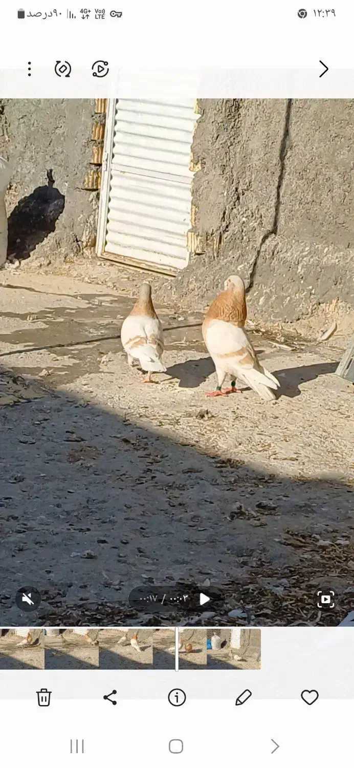 کفتر|پرنده|داراب, |دیوار