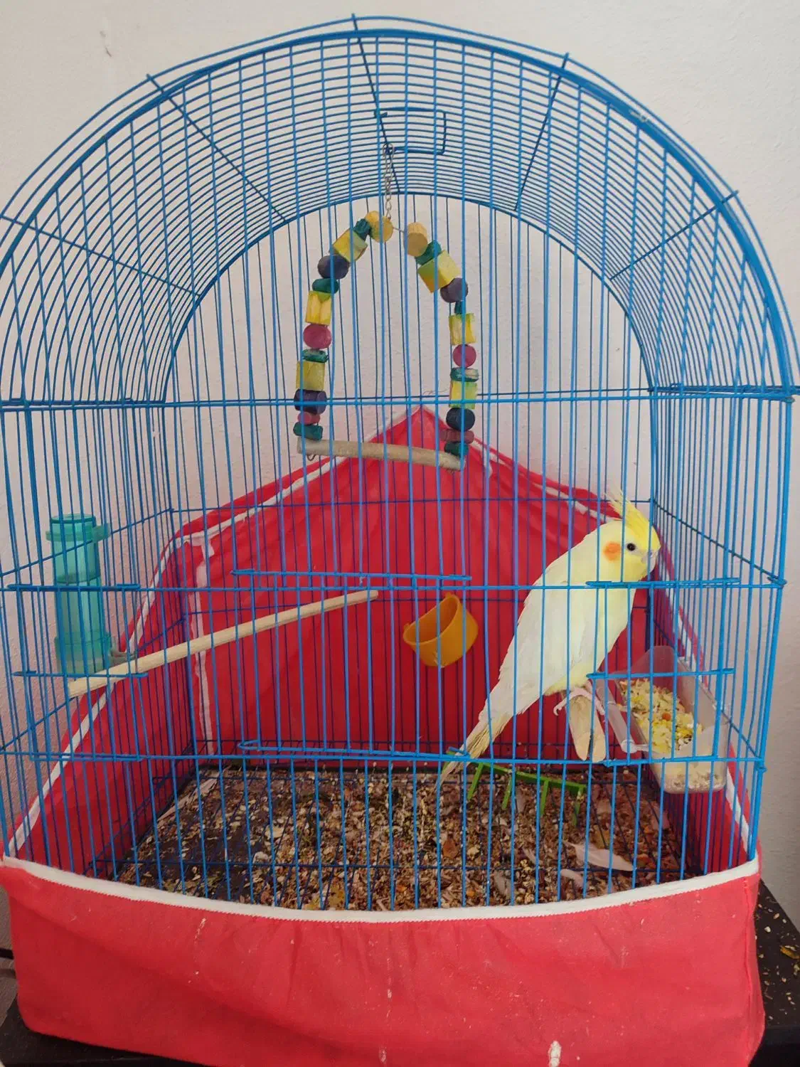 عروس هلندی|پرنده|چترود, |دیوار