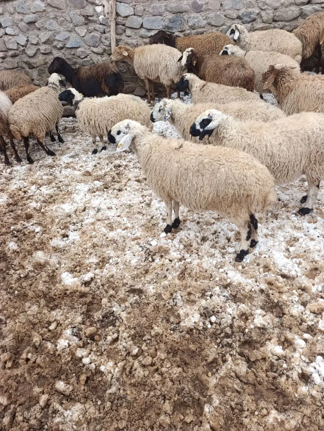 میش سفید|حیوانات مزرعه|کدکن, |دیوار