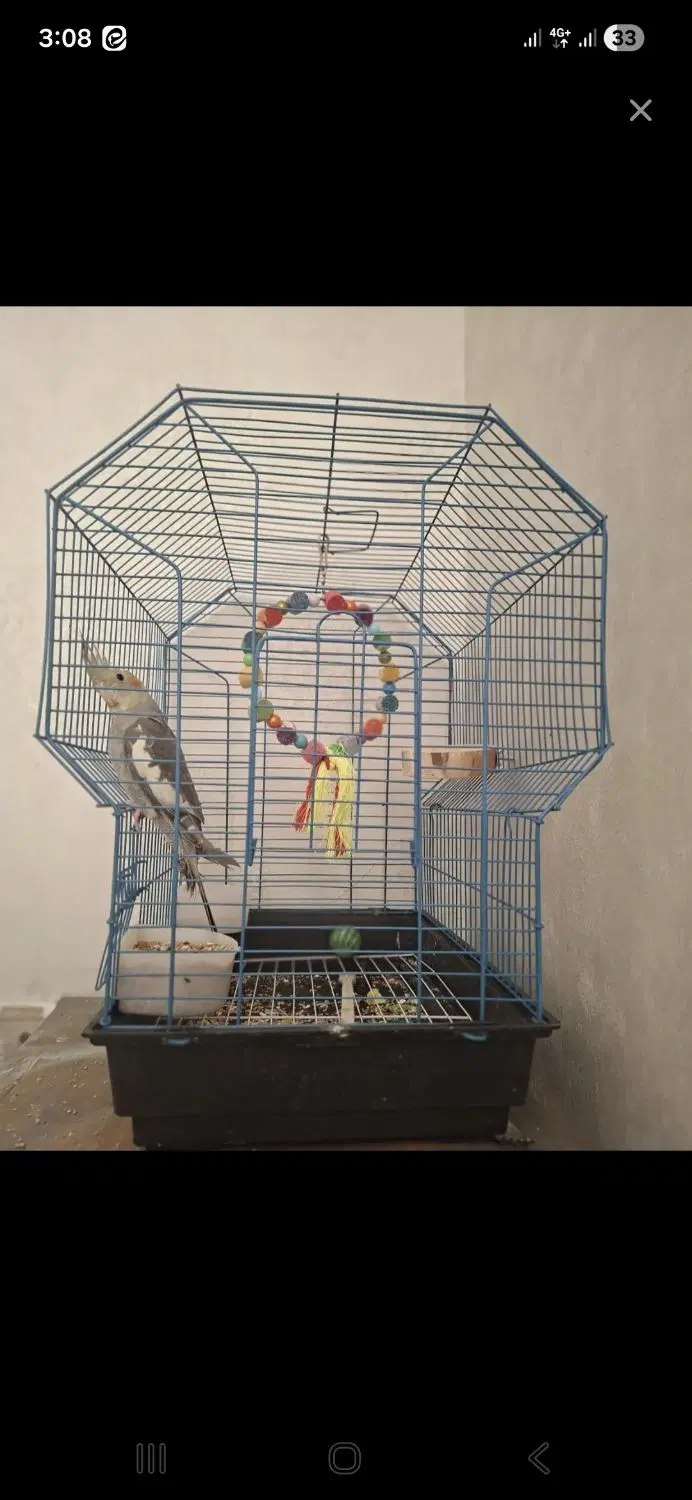 قفس|کیف، کفش، کمربند|کاشان, فاز ۲ ناجی آباد|دیوار
