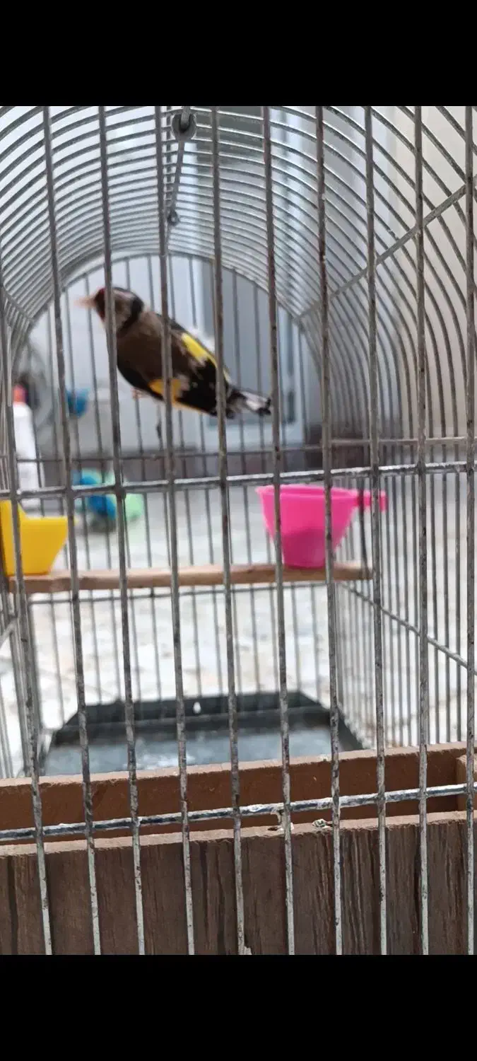 سهره|پرنده|خرم‌آباد, |دیوار