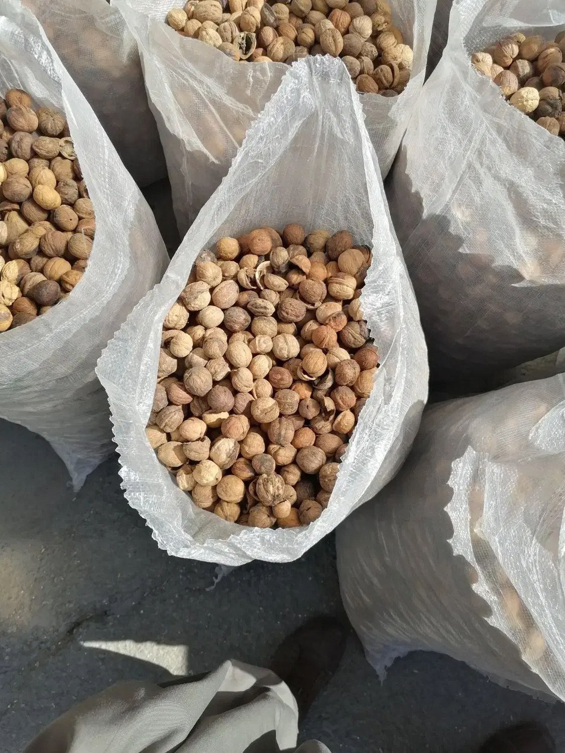 گردو|خوردنی و آشامیدنی|تهران, گمرک|دیوار