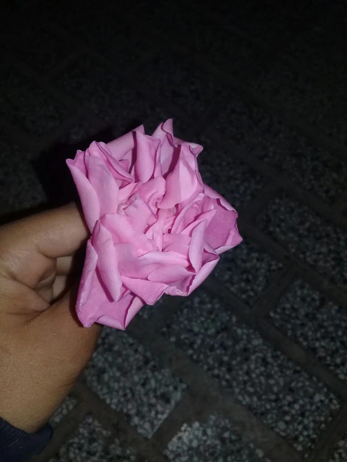 گل محمدی|گل و گیاه طبیعی|هامون, |دیوار