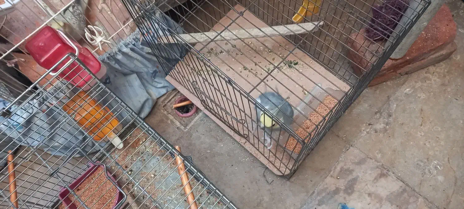 عروس هلندی|پرنده|تهران, سلیمانی|دیوار