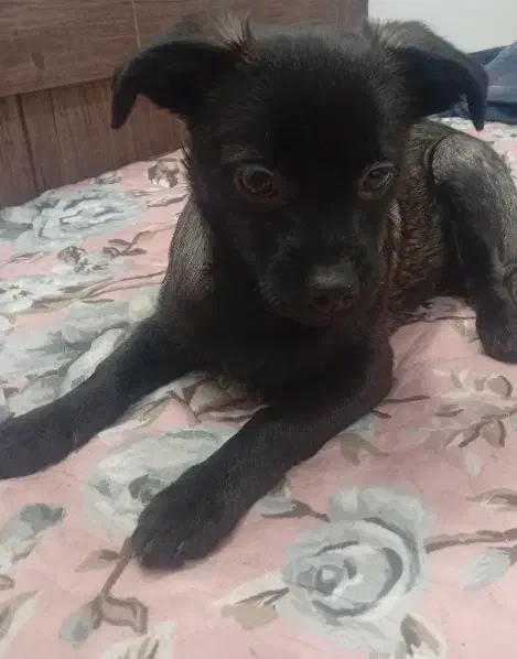 سگ بامزه|سگ|مشهد, مشکینی (شهرک غرب)|دیوار