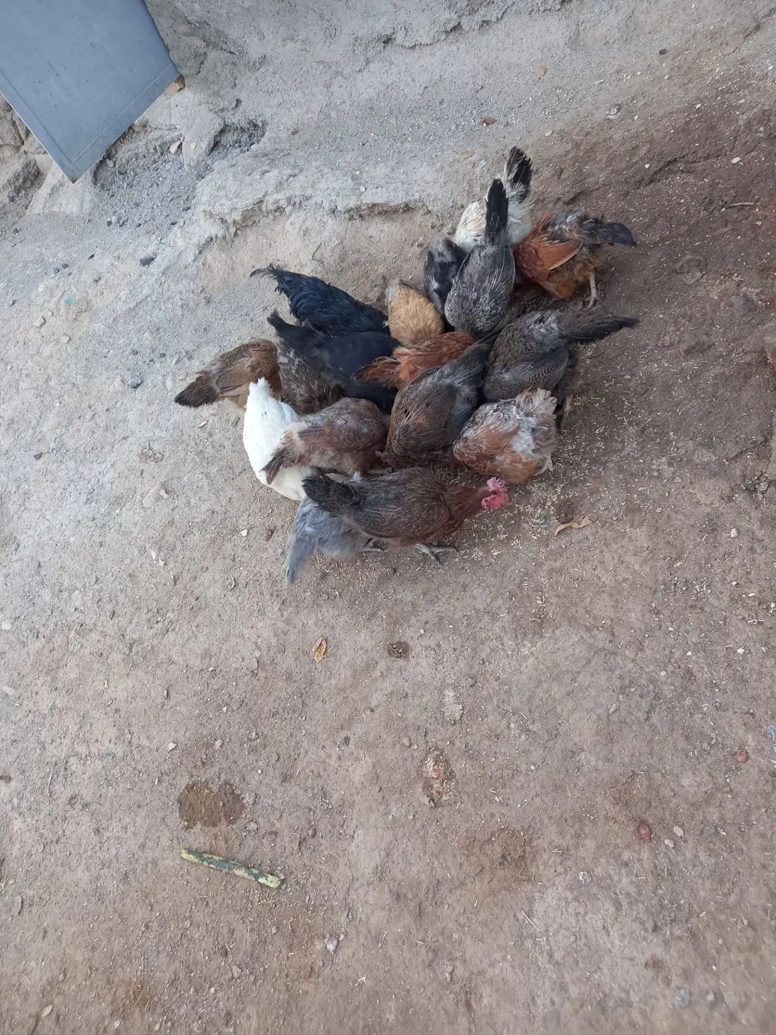 09186736431|سیم‌کارت|سردرود, |دیوار
