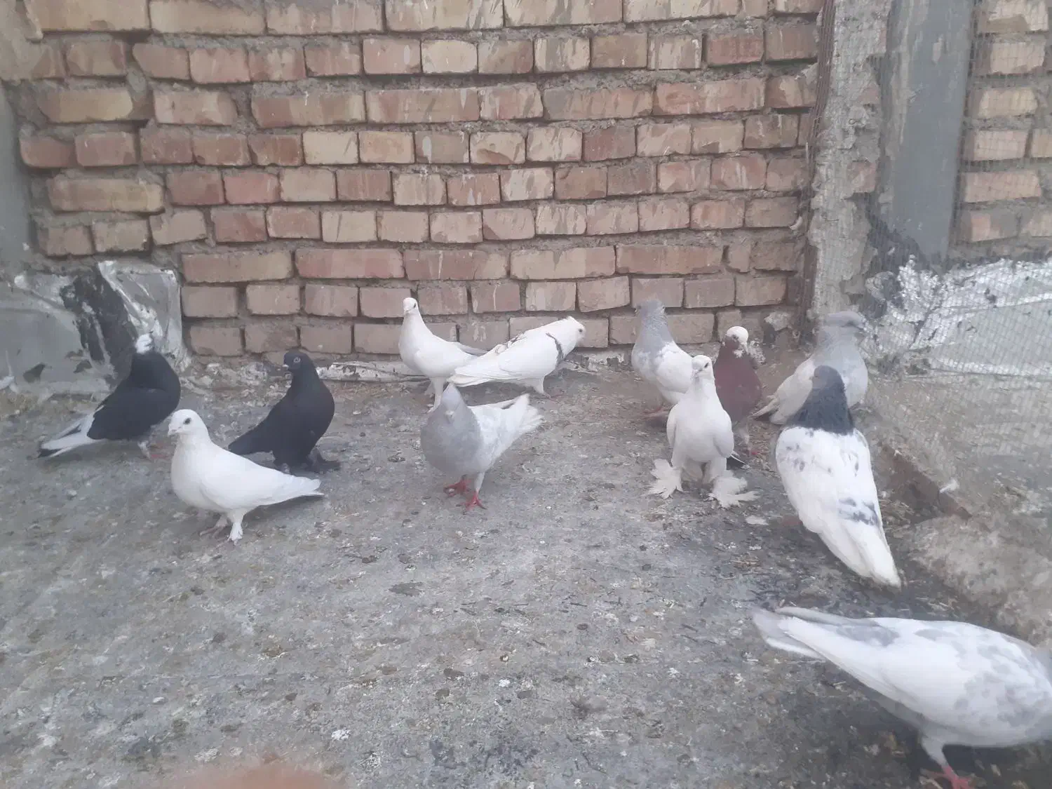 کبوتر|پرنده|مرند, |دیوار