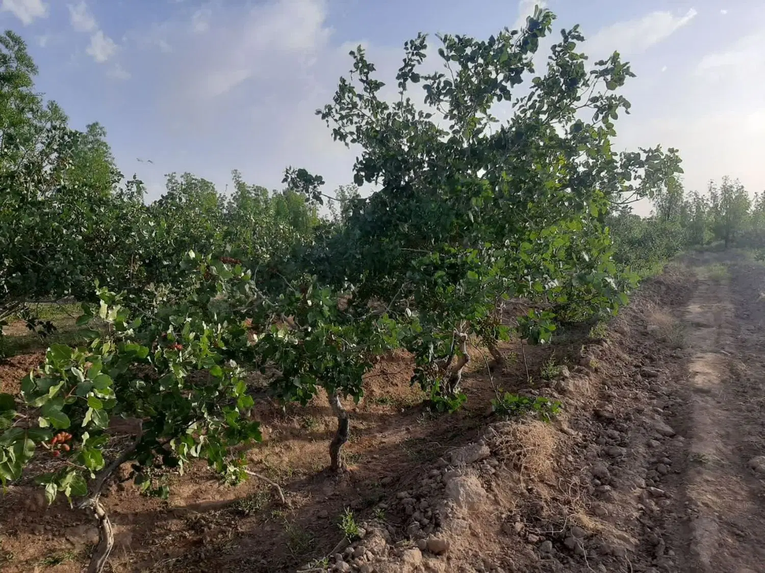 تصویر 3