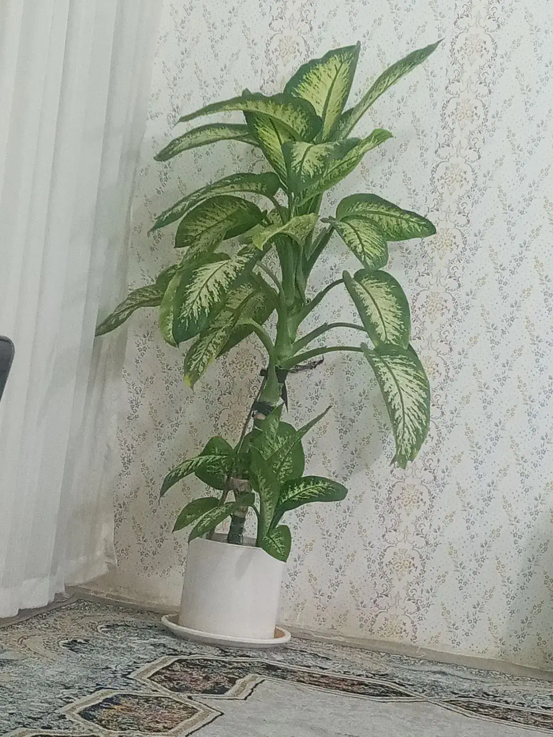 گل دیفین|گل و گیاه طبیعی|کارزان, |دیوار