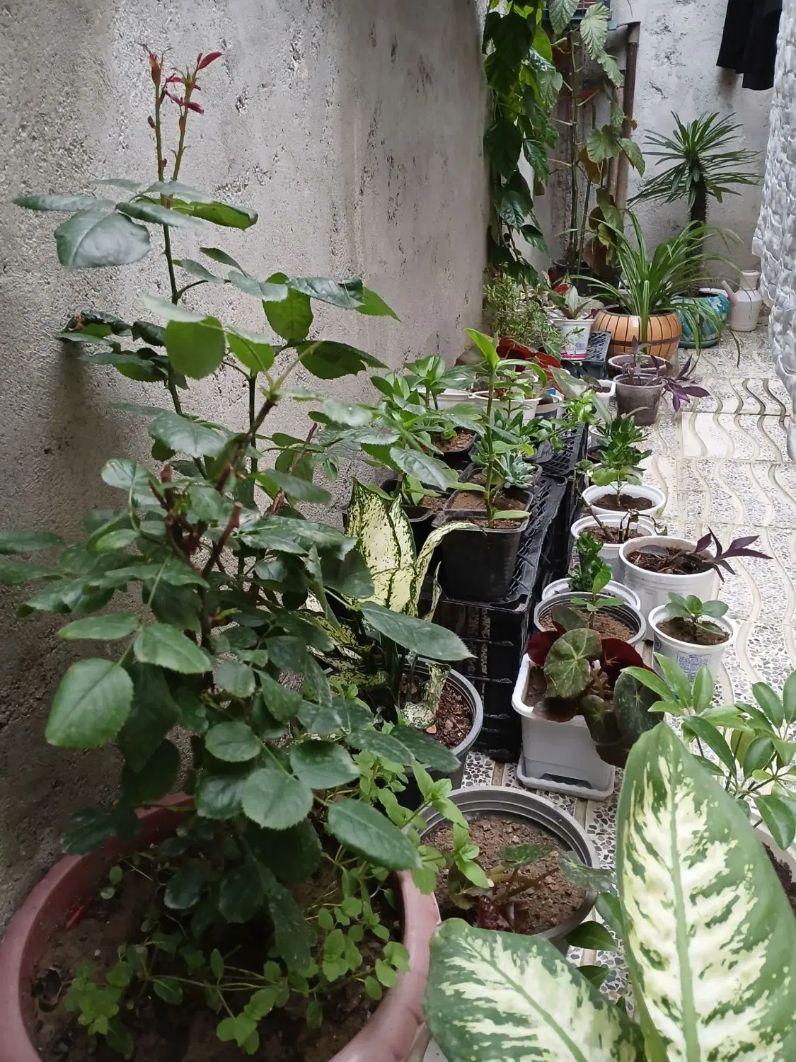 گل گیاه|گل و گیاه طبیعی|پارس‌آباد, |دیوار