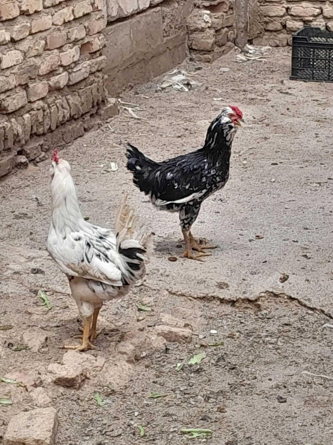خروس|حیوانات مزرعه|شیراز, سفیرشمالی|دیوار