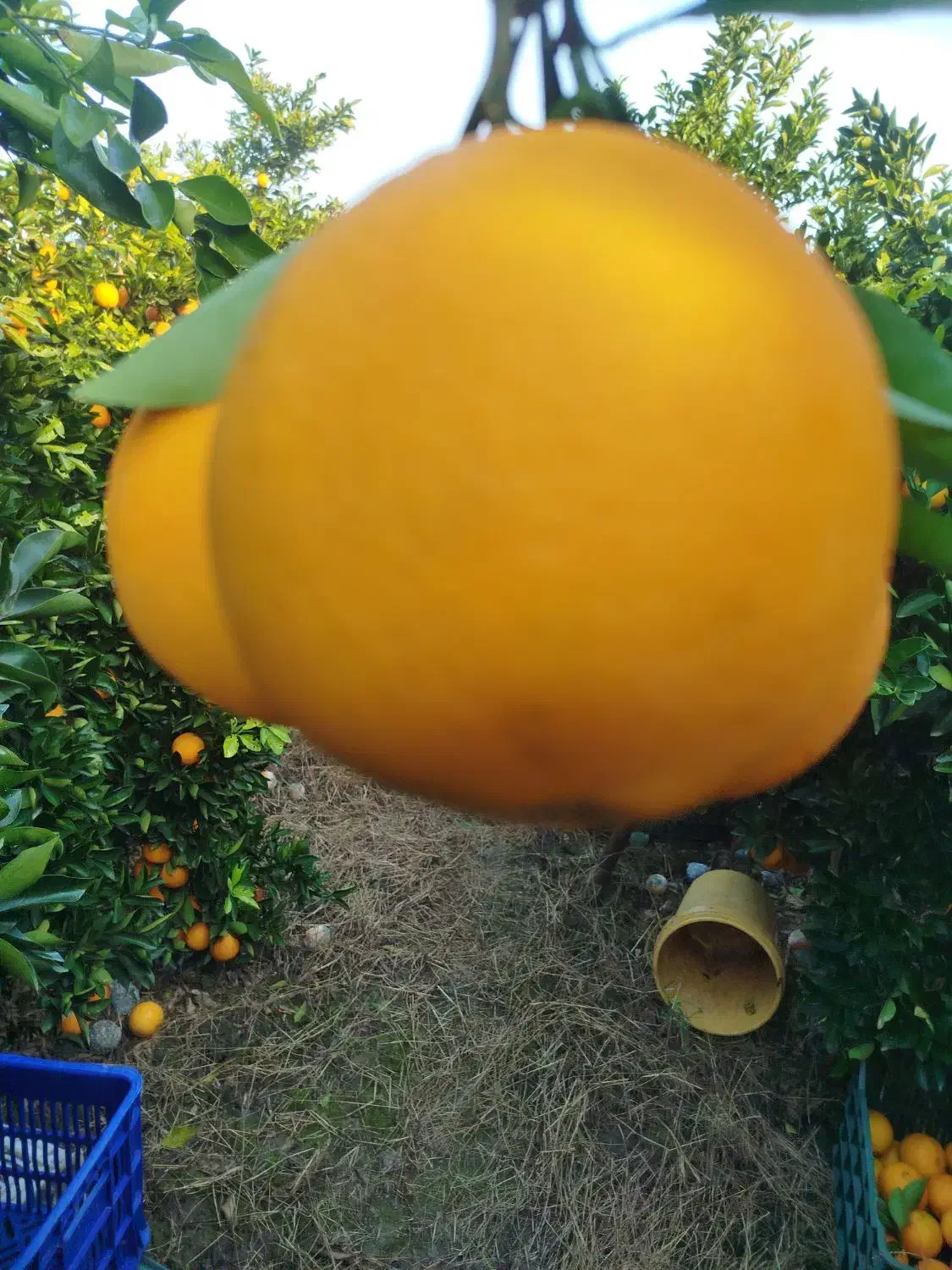 وسایل گم شوده|اشیا|کرباسک, |دیوار