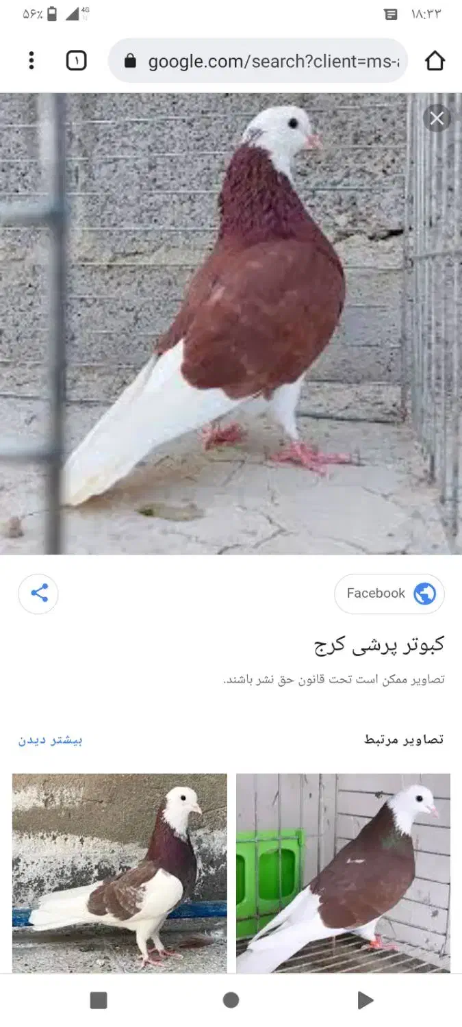 کبوتر|حیوانات|قم, نیروگاه|دیوار