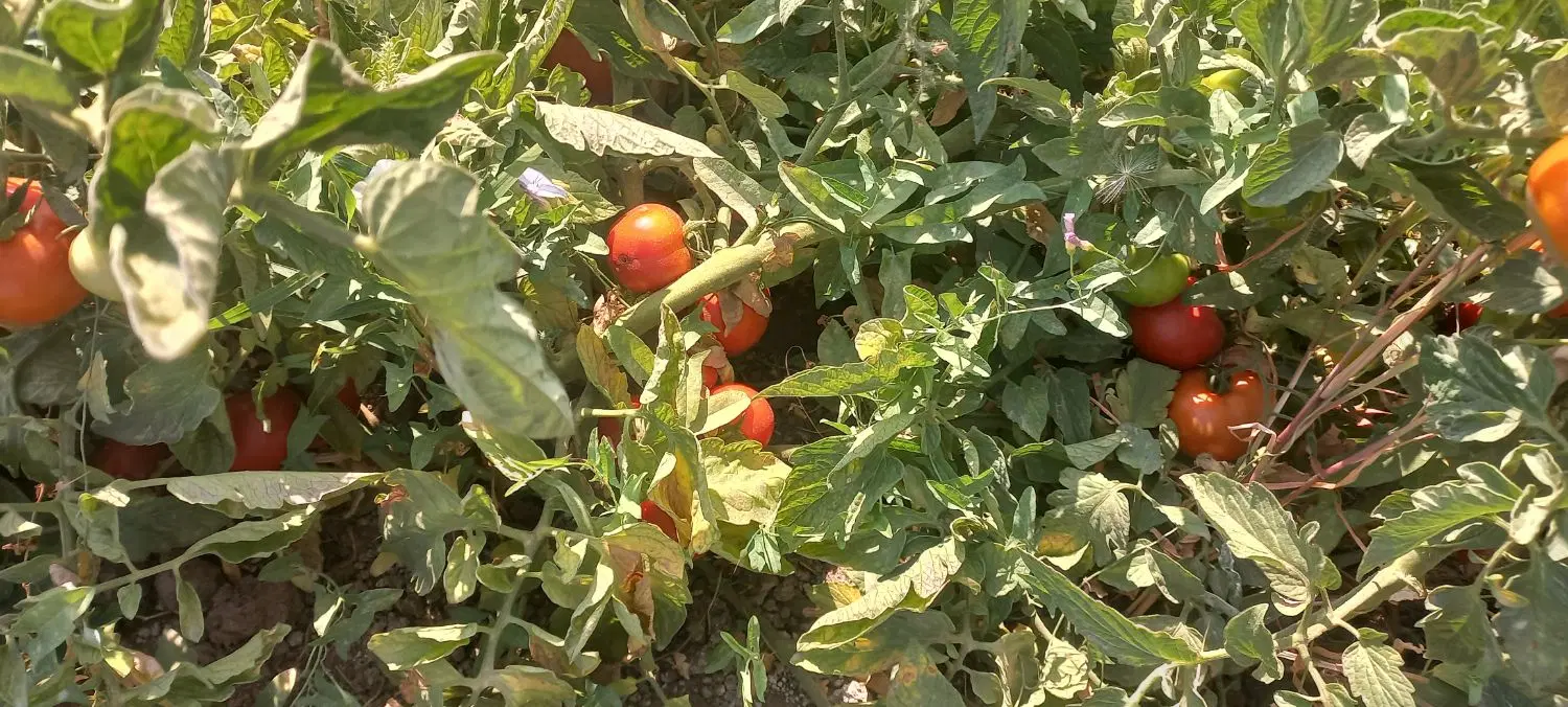گوجه|خوردنی و آشامیدنی|تاکستان, |دیوار