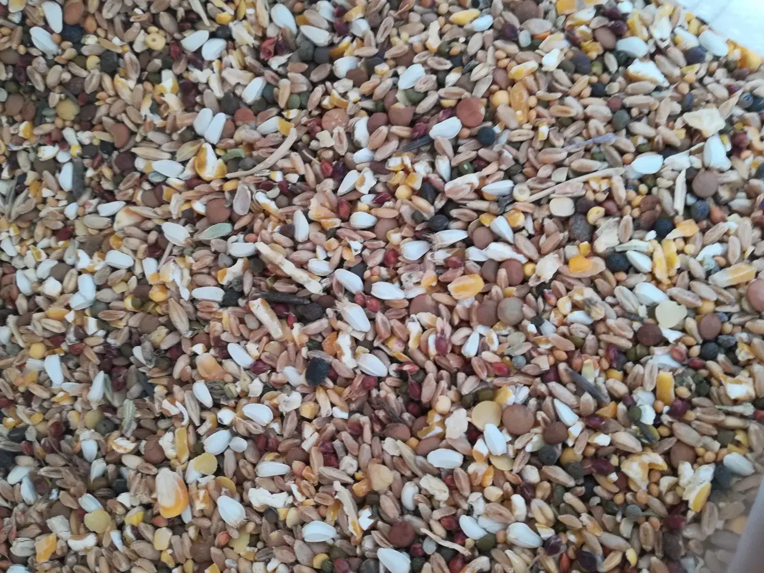 تخم مرغ بومی|خوردنی و آشامیدنی|نجف‌آباد, یزدانشهر|دیوار