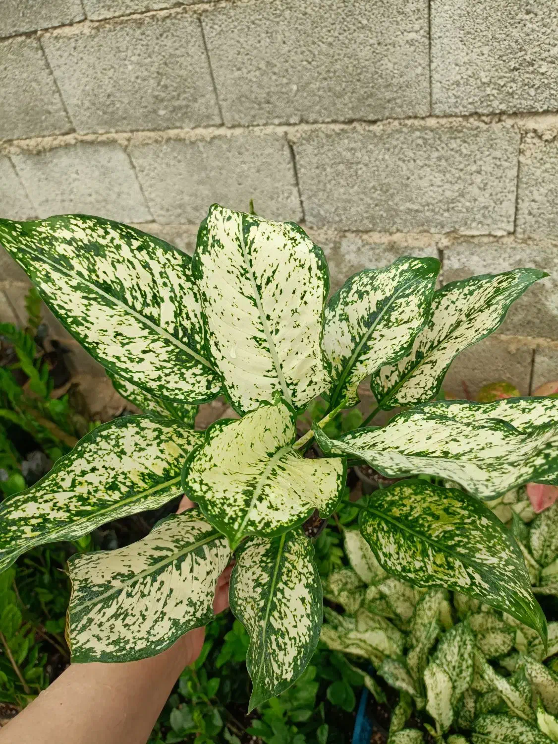 فروش انواع گل‌های آپارتمانی با بهترین کیفیت|گل و گیاه طبیعی|کازرون, |دیوار