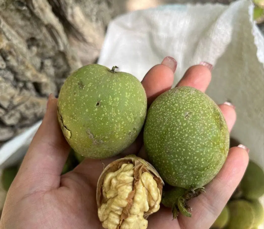 گردو|خوردنی و آشامیدنی|زنجانرود, |دیوار